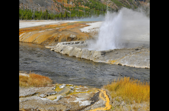 Cliff Geyser en activité au bord de Firehole River (Yellowstone NP, USA)